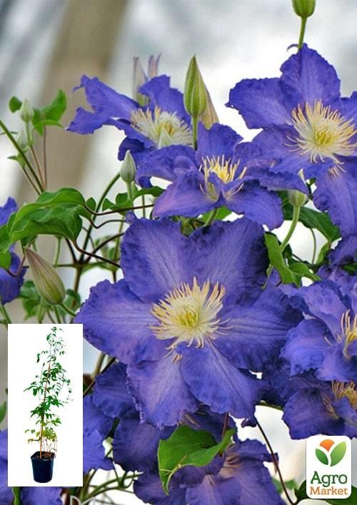 Клематис 3-х річний "Stefan Franczak" С2