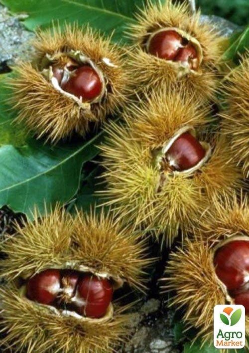 Каштан їстівний "Ліонський" висота 20см