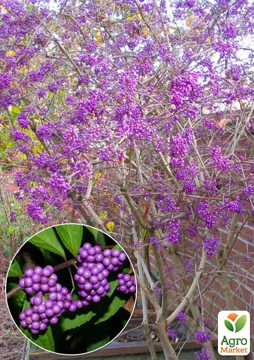 Красивоплодник бодиньера "Profusion" 3-х летний (высота 70-100см)