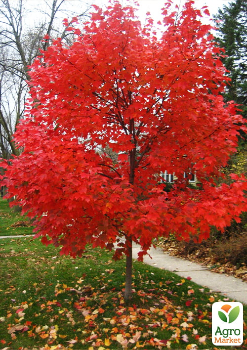 Клен Фримана "Autumn Blaze" (морозостойкий декоративный гибрид)