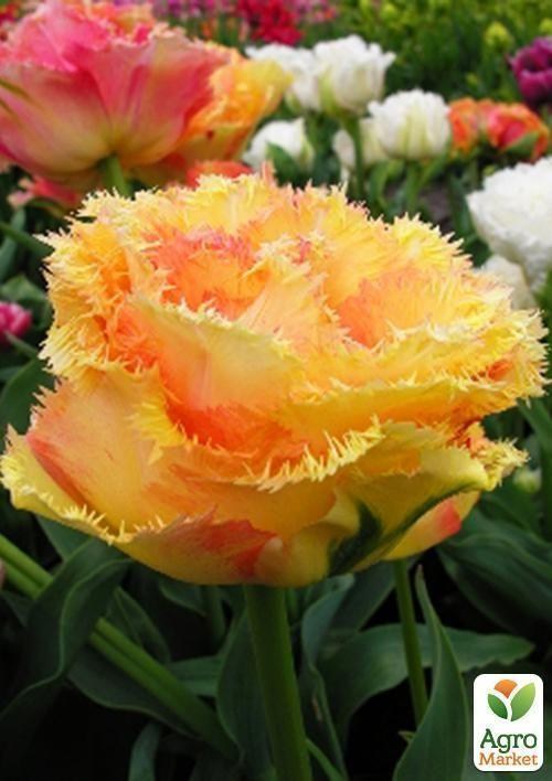 Тюльпан "Vaya Con Dios" 2шт в упаковці