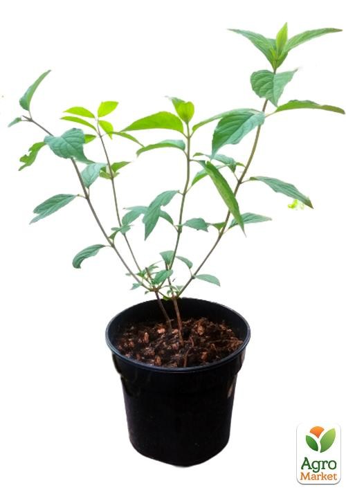 Гортензия 3-х летка метельчатая "Vanille Fraise" - фото 3