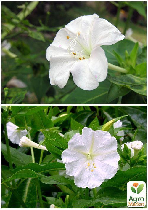 На вагу Мірабіліс "Білий" ТМ "Весна" ціна за 3г - фото 3