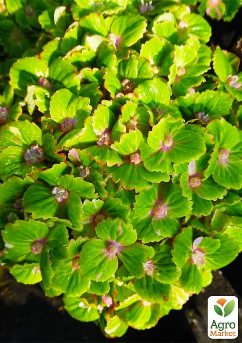 LMTD Гортензия крупнолистная цветущая 4-х летняя "Rembrandt Vibrant Verde" (40-60см)