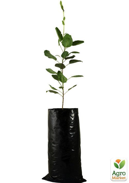 Фисташка "Альбина"  (средний срок созревания) - фото 7