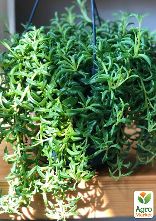 Хрестовник "Дельфін" (Senecio Peregrinus) - фото 2