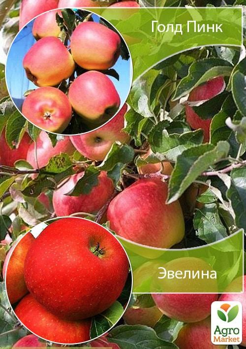 Дерево-сад Яблуня «Евеліна + Голд Пінк»