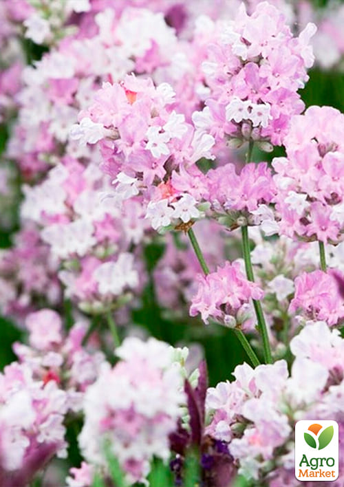 Лаванда узколистная "Rosea" - фото 4