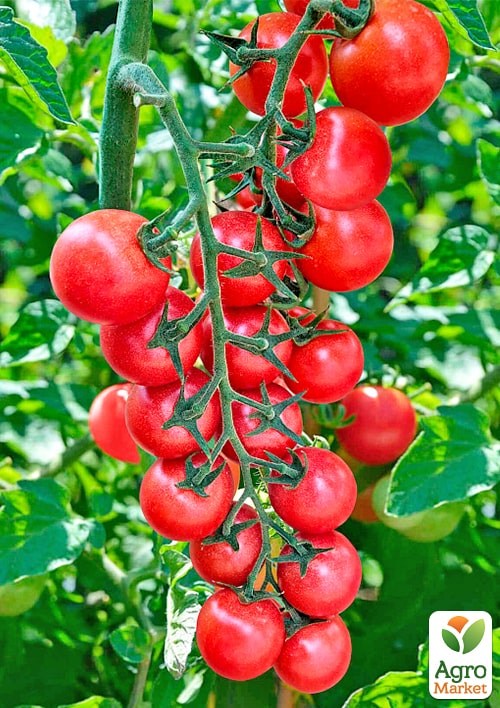 Томат "Агата" ТМ "Весна" 0.2г - фото 2
