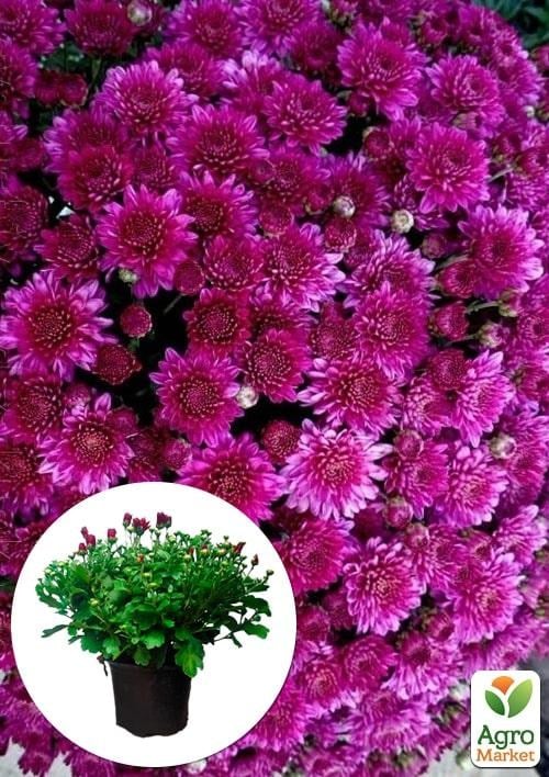 Хризантема Садовая "Diva Violet" (горшок ф12 высота 20-30см)
