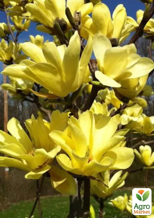 Магнолия 4-х летняя "Sunspire" (высота 80-100см) - фото 3