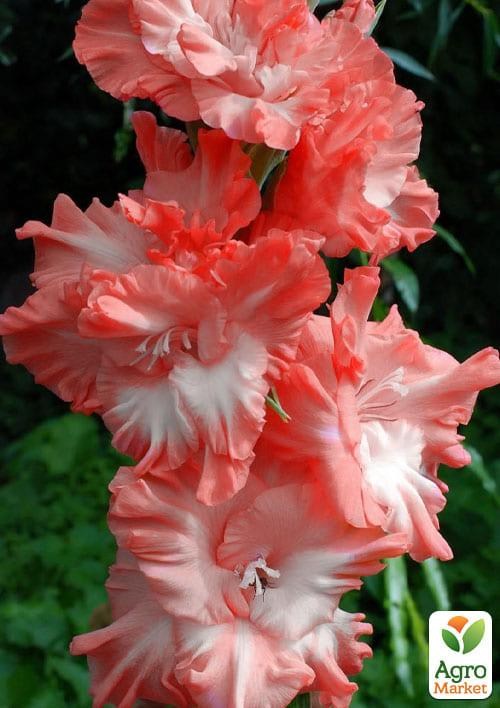 Гладіолус "Хвилююча радість"