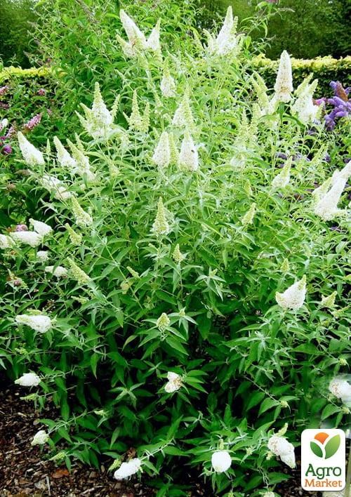 Буддлея Давида 2х летняя "White Ball" С2 - фото 2