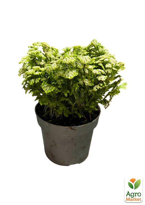 Селагинелла "Jori" - фото 5