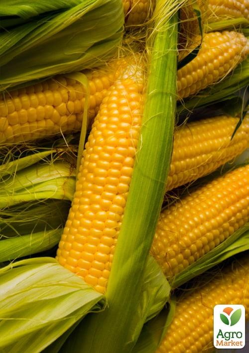 Кукуруза "Тусон F1" ТМ "Syngenta" 5000шт.