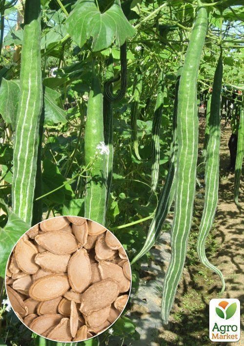 На вагу Гарбуз декоративна "Горн Альбенга" ТМ "Весна" ціна за 5г