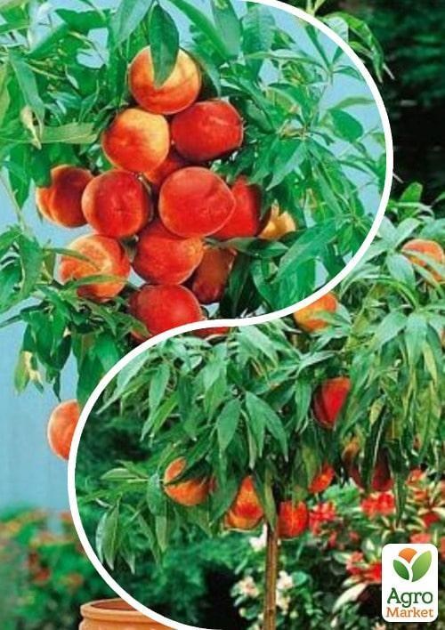 Персик колоновидный, комплект из 2-х сортов "Талантливый садовод" (Talented gardener) 2шт саженцев