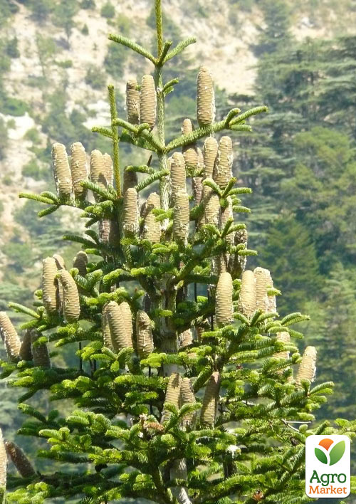 Пихта Киликийская (Abies cilicica) горшок P9