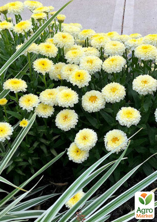 Ромашка махровая Леукантемум "Luna" (букетная, крупноцветковая) - фото 3