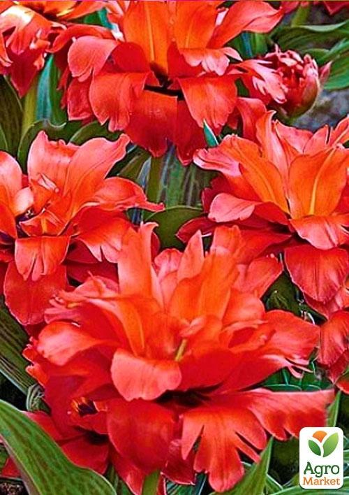 Тюльпан "Double Red Riding Hood" 3шт в упаковці