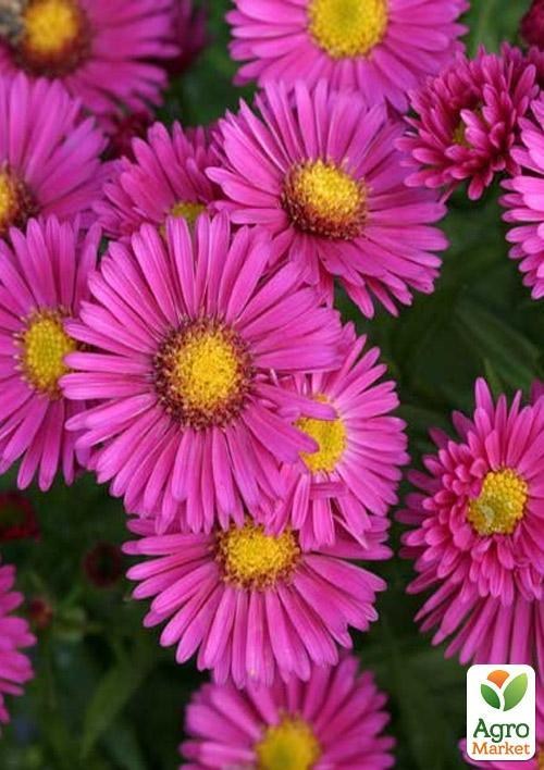 Айстра ново-бельгійська "Jenny" (контейнер № 10)