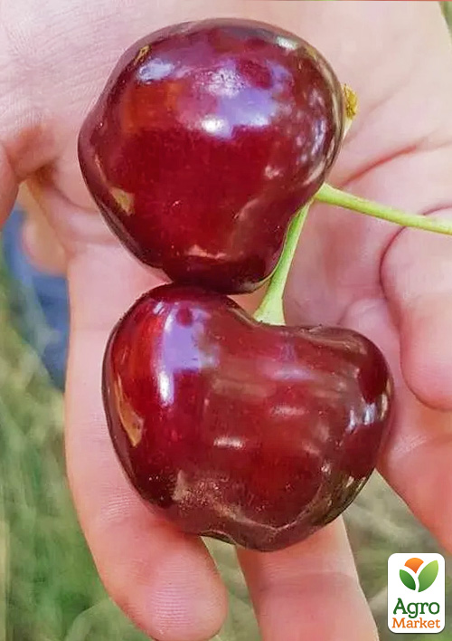 Черешня "Гигантелла" (летний сорт, средний срок созревания)