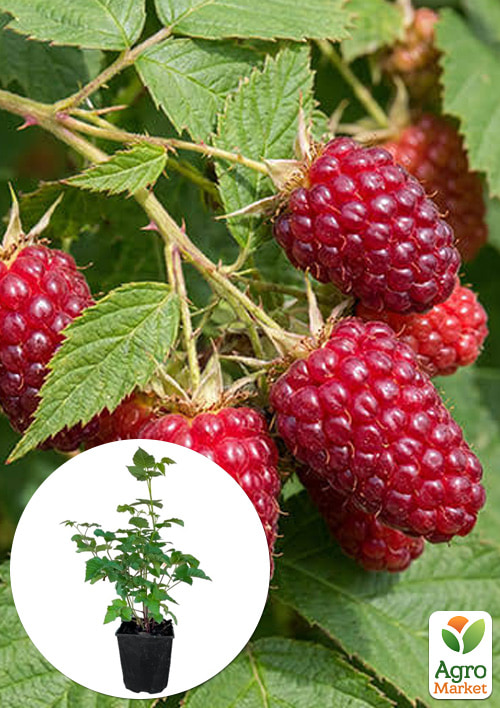 Ожиномалина "Boysenberry" 2-річна вкорінена в контейнері