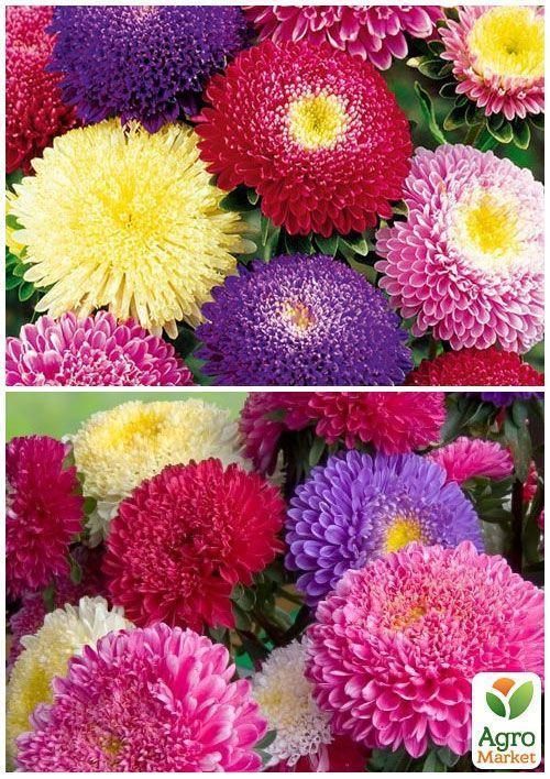 На развес Астра "Принцесса смесь" ТМ "Весна" цена за 1,5г - фото 2