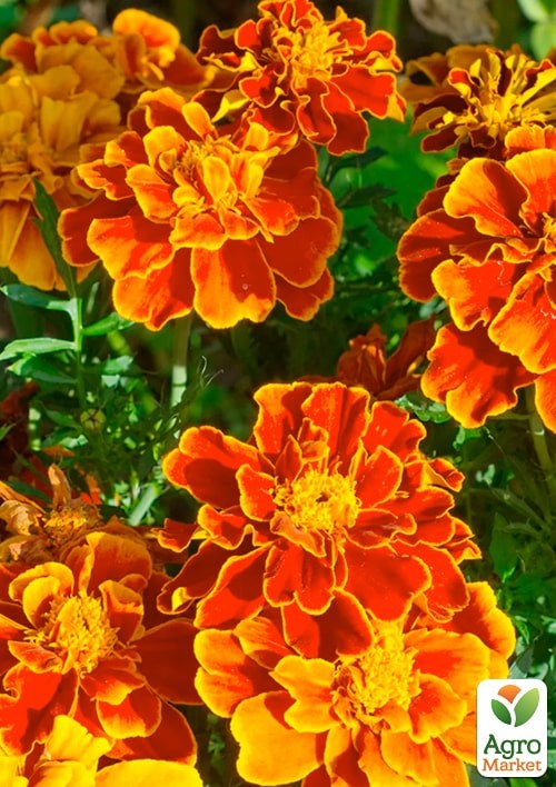 На вагу Чорнобривці "Бонанза" ТМ "Весна" ціна за 2г - фото 2