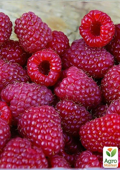 Малина "Карнавал" (пізній термін дозрівання)