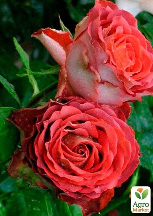 Роза в контейнере чайно-гибридная "Guinness" (саженец класса АА+) - фото 3