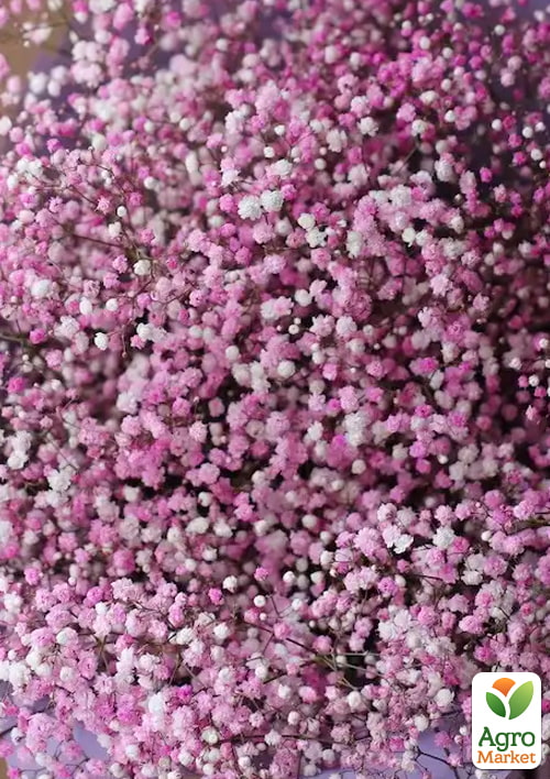 LMTD Гипсофила розовая+белая "Carnaval" высота 20-30см - фото 6