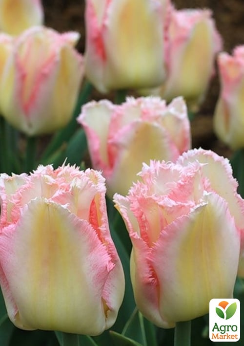 Тюльпан "Lingerie" 