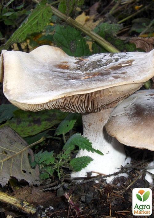 Сухої зернової міцелій "Клітоцибе димчата" 100г