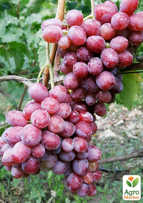 Виноград "Фаэтон" (сочная, плотная мякоть, крупная гроздь 800-1200 гр)