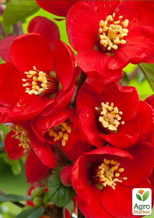 Хеномелес (айва японская) "Crimson and Gold"