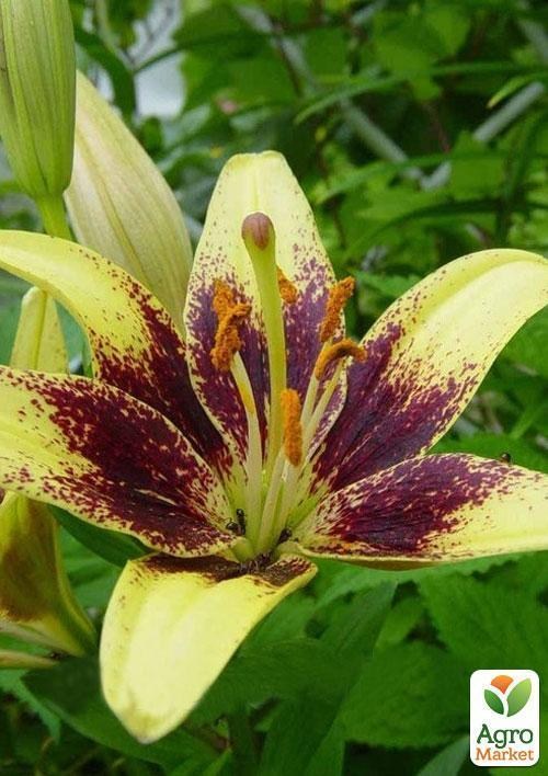 Лилия "Latvia" 1шт в упаковке