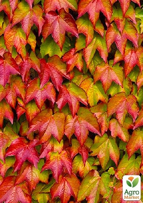 Виноград девичий триостренный "Вичи" (высота 10-20см)