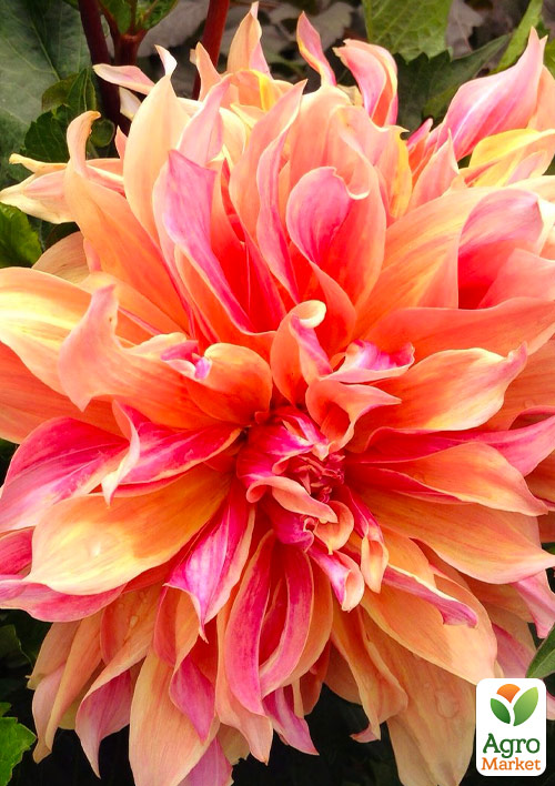 Георгина "Red Labyrinth" (гигантский цветок)