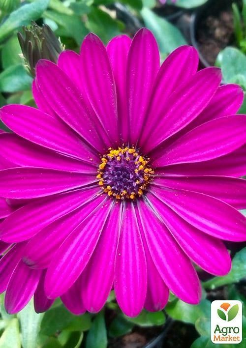 Остеоспермум "Sunny Mary" (контейнер № 10, высота 10-20 см) - фото 2