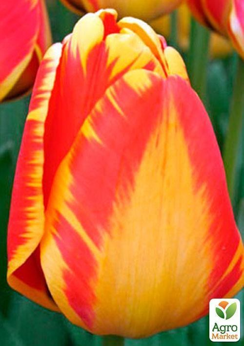 Тюльпан "Banja Luka" (розмір 10/11, великий) 3шт в упаковці