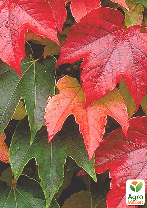 LMTD Виноград девичий лиана"Veitchi" высота 50-60см - фото 2