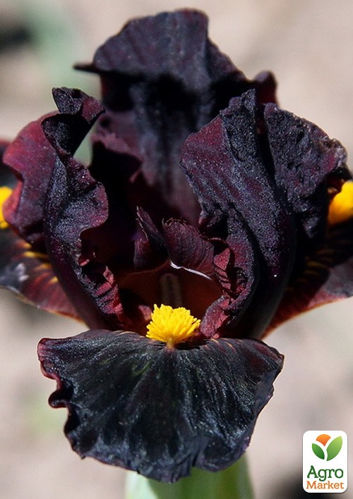 Ирис карликовый "Menehune" 