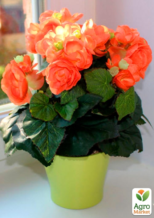 Бегония цветущая "Orange" - фото 7