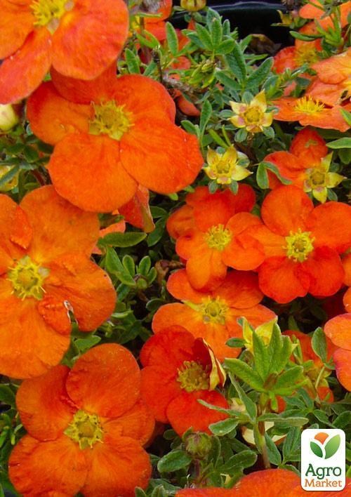 Лапчатка Кустарниковая "Tangerine"