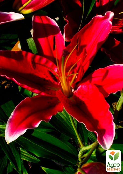 Лилия "Cobra" 1шт в упаковке - фото 2