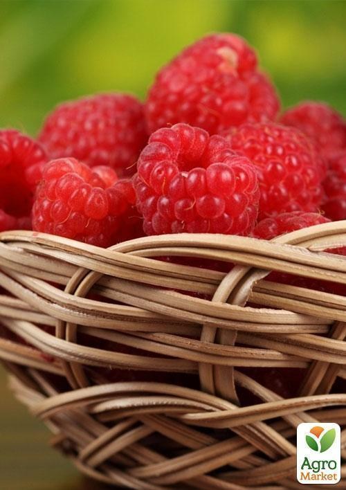 Эксклюзив! Малина красная "Шедевр" (Masterpiece) (американская селекция, премиальный высокоурожайный сорт) - фото 2