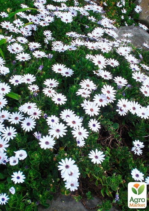 Декоративна суміш "Сніговий килим" ТМ "Vesna Exclusive" 1г