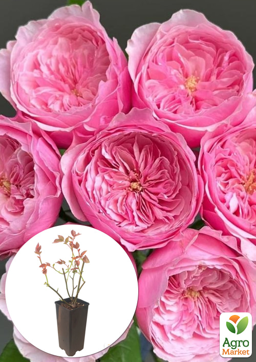 Роза английская "Carey" в контейнере, высший сорт