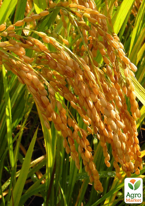 Ориза "Oryza sativa" (рис посевной) С1,5